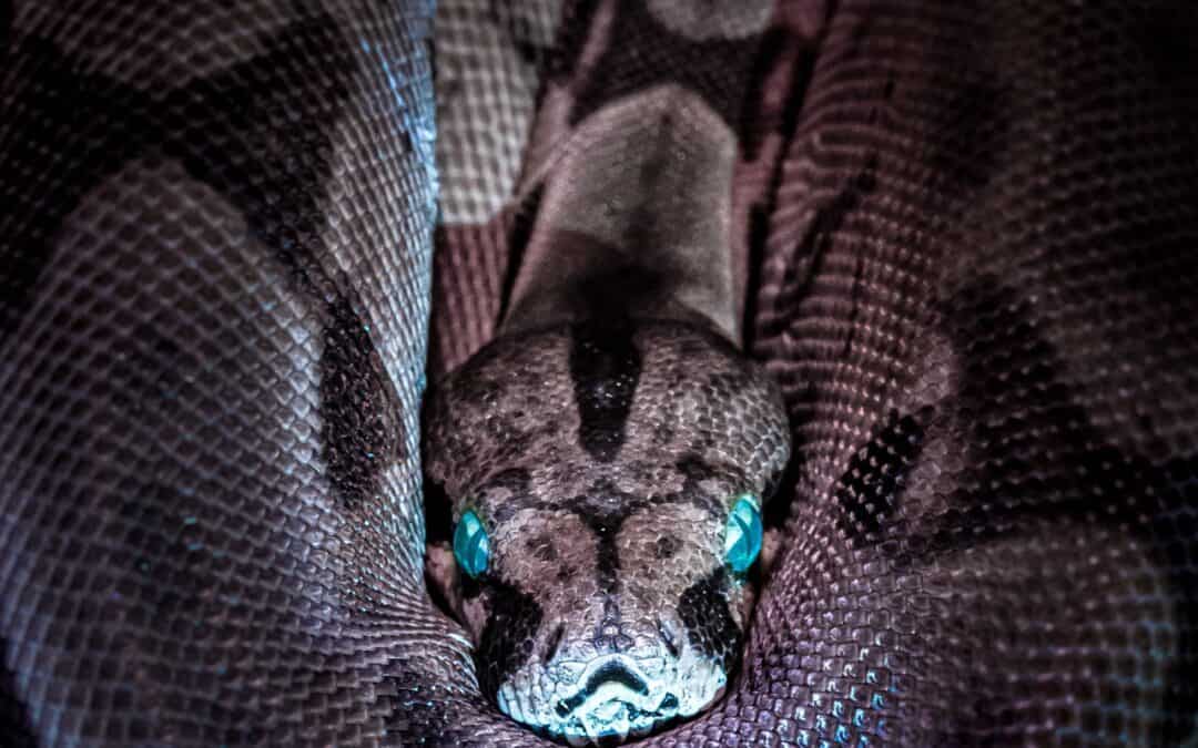 Living With Venomous Snakes In Australia