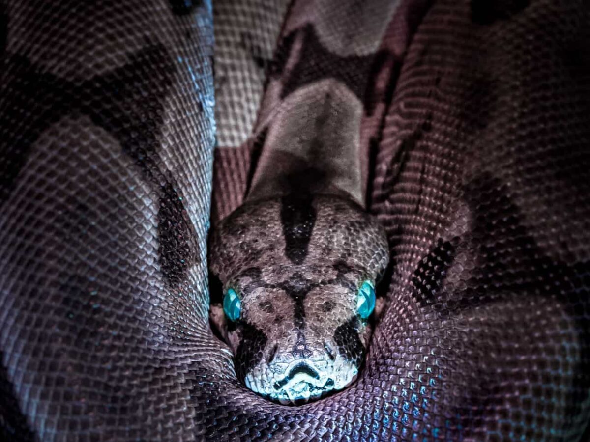 Living With Venomous Snakes In Australia - International Paramedic College  Australia